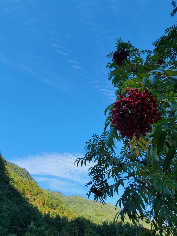 마가목 나무, 울릉도산 그 붉은 열매와 푸른 하늘과 흰구름...포란지형의 명당에서. photo 최영훈